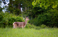 Cervus elaphus