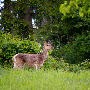 Cervus elaphus