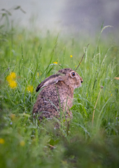 Lepus europaeus