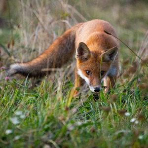 Vulpes vulpes