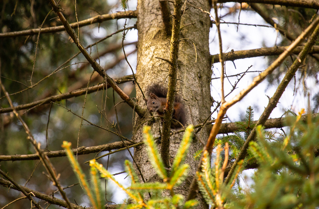 Sciurus vulgaris