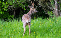 Capreolus capreolus