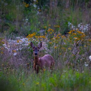 Capreolus capreolus