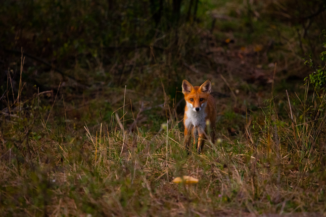 Vulpes vulpes