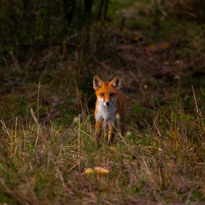 Vulpes vulpes