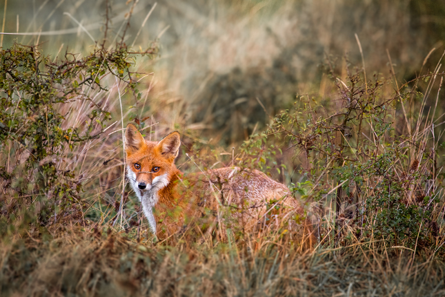 Vulpes vulpes