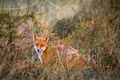 Vulpes vulpes