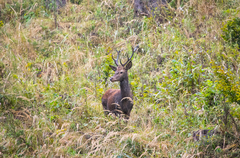 Cervus elaphus