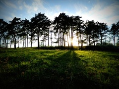 Sunshine in forest