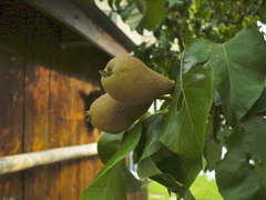 hruška