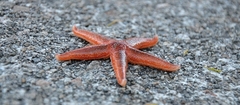 červenka