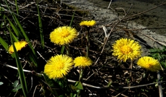 Rodinka