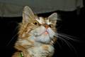 Romeo