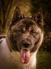 Stella