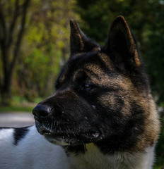 Stella