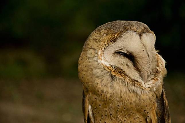 Tyto Alba