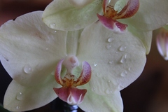 Orchidea