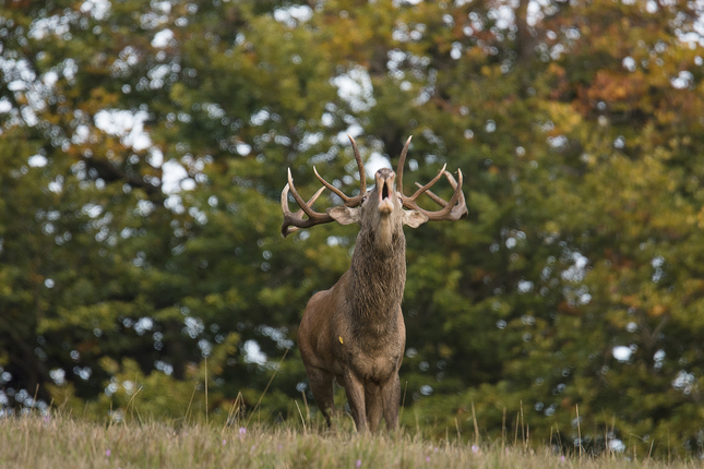 cervus elaphus