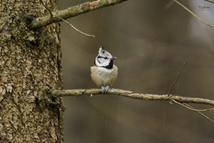 Parus Cristatus