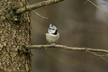 Parus Cristatus