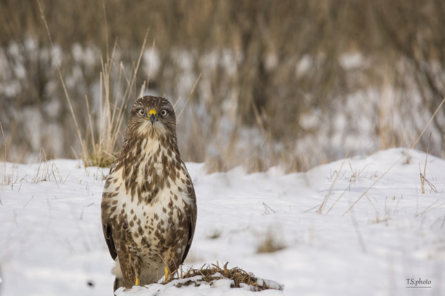 Buteo Buteo
