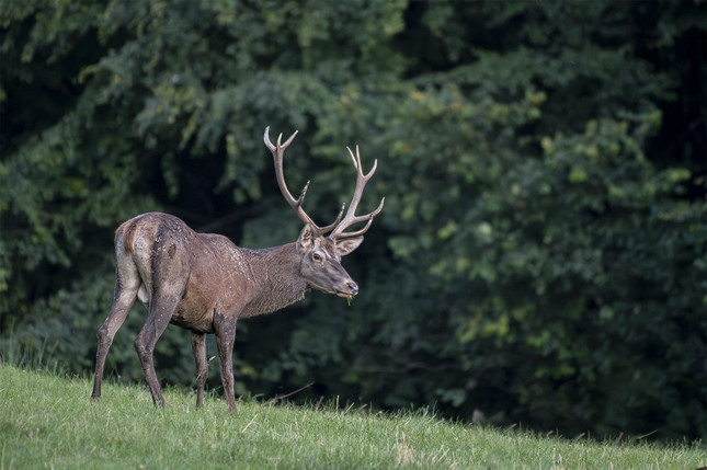 Jeleň lesný - Cervus elaphus