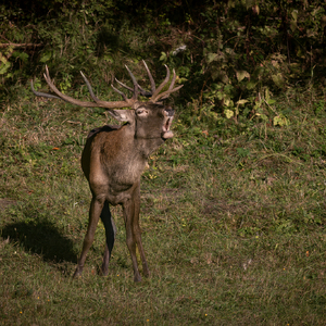 Cervus elaphus