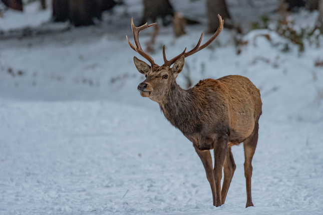Jeleň lesný