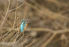 alcedo atthis