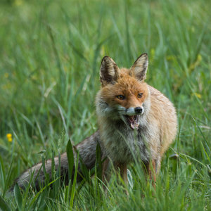 vulpes vulpes