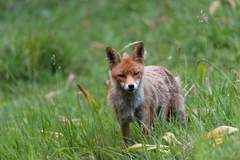 Vulpes vulpes