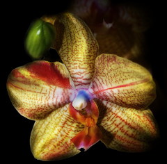 Orchidea
