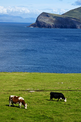 cows