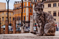 cat