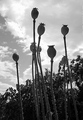 Makovice