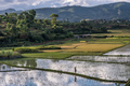 V krajine ryžových polí