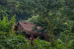 Jungle girl