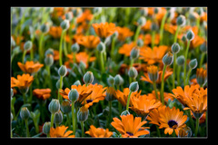 Flora