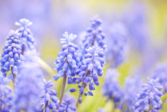 Muscari armeniacum