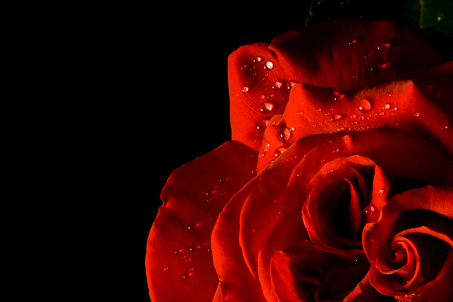 RR (Red Rose)