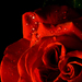 RR (Red Rose)