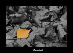 Osamelosť