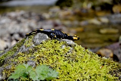 salamandra