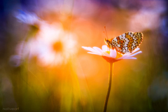 V ohni letných večerov