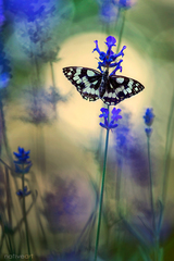 Čas vôní  a motýľov...