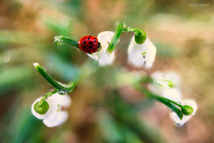 Vtáčie perspektívy