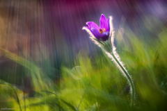 Vo svetle "zhora"...