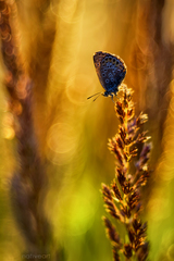 Vo svetle do hlbín...