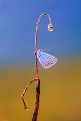 Čo vlaží  motýle...