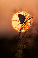 "Deň sa kotúľa do snov..."